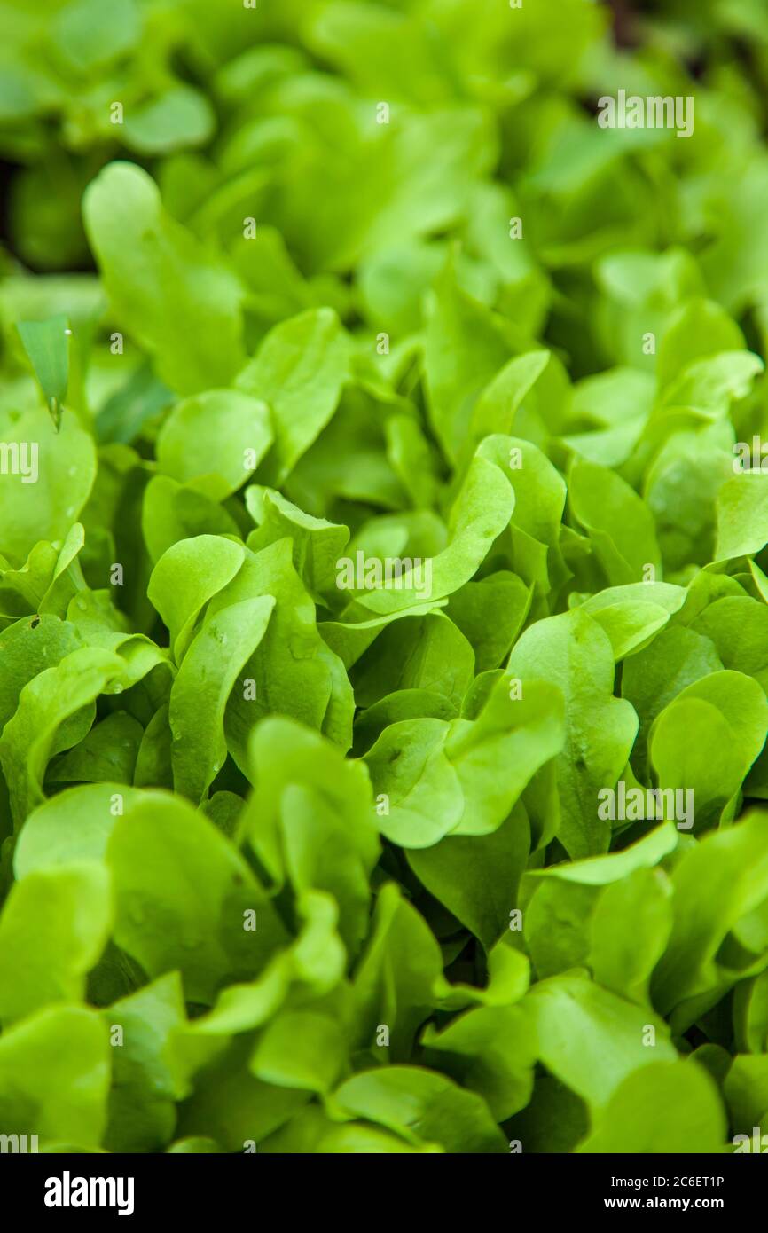 jeunes plants de laitue qui poussent dans un jardin durable Banque D'Images