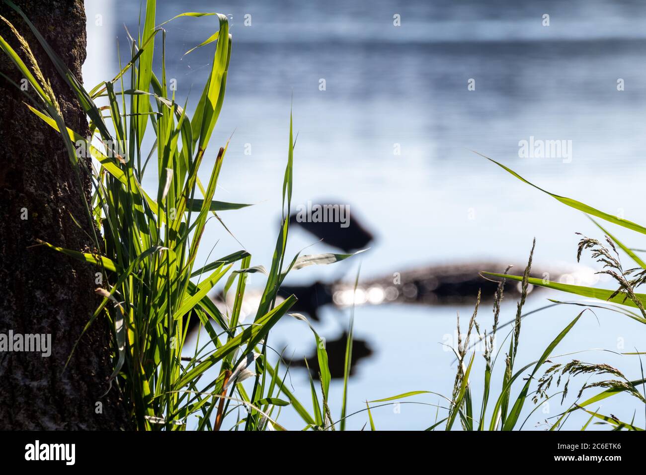 Herbe verte haute avec fond d'eau de lac flou. Vacances d'été détente au bord de la rivière. Gros plan avec faisceau lumineux Banque D'Images