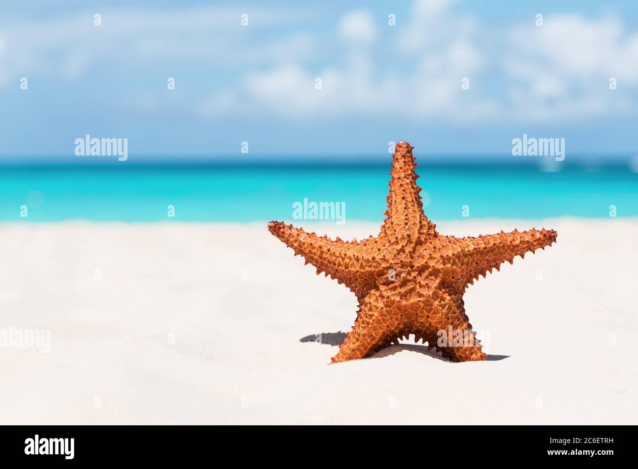 Starfish sur une plage de sable blanc. Concept vacances d'été. Banque D'Images