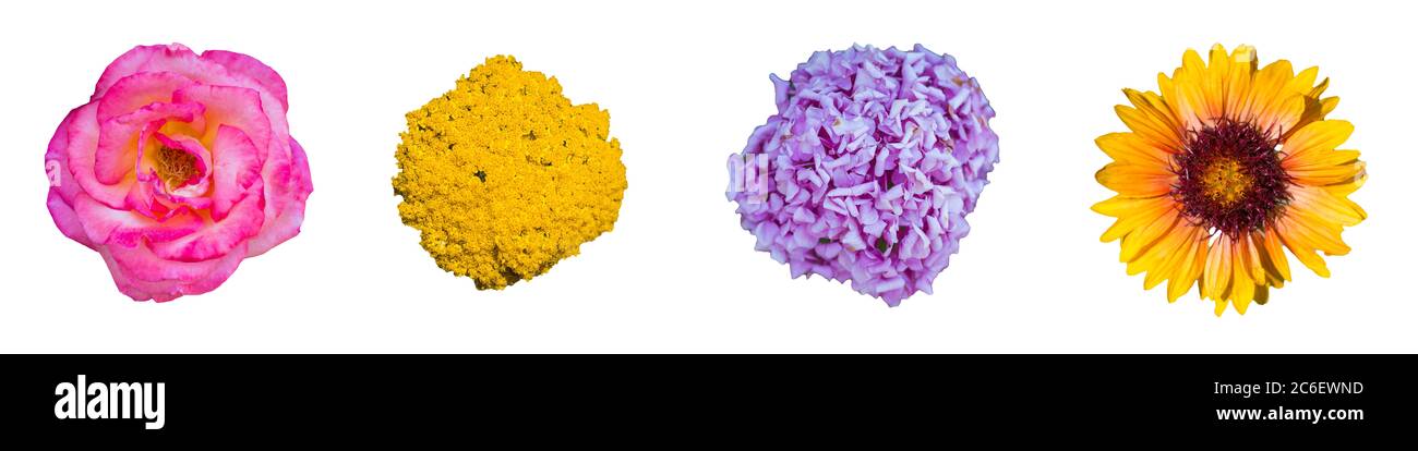 Quatre fleurs différentes isolées sur fond blanc Banque D'Images