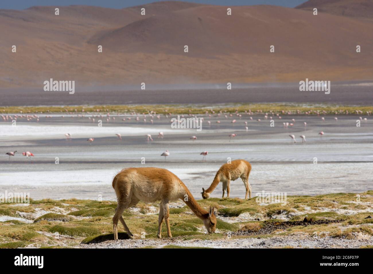 Guanacos (Lama guanicoe) paître sur les rives de Laguna Colorada dans les Andes en Bolivie Banque D'Images