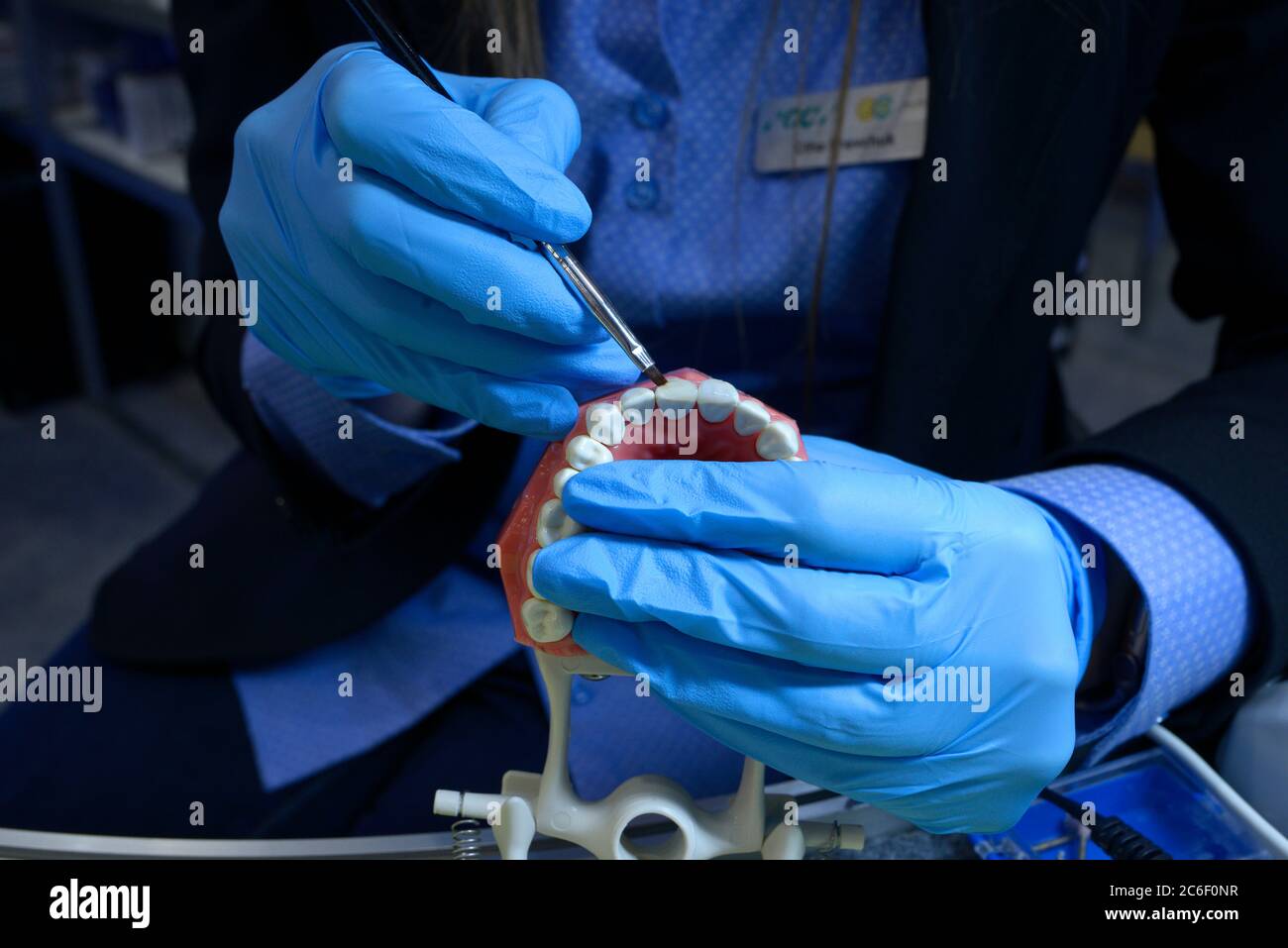 Femme mains dans des gants bleus tenant la brosse dentaire au-dessus de la typographie, moulage en plastique des mâchoires et des dents humaines, montrant la manière de traitement dentaire Banque D'Images