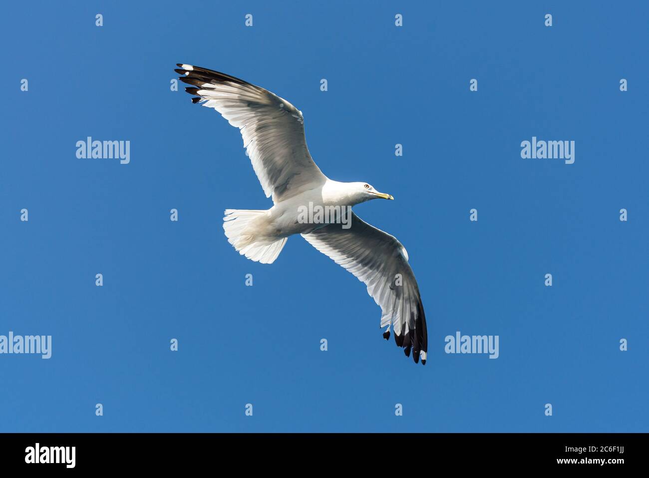 Oiseau blanc volant avec un ciel bleu Banque D'Images Oiseau blanc volant avec un ciel bleu Banque D'Images