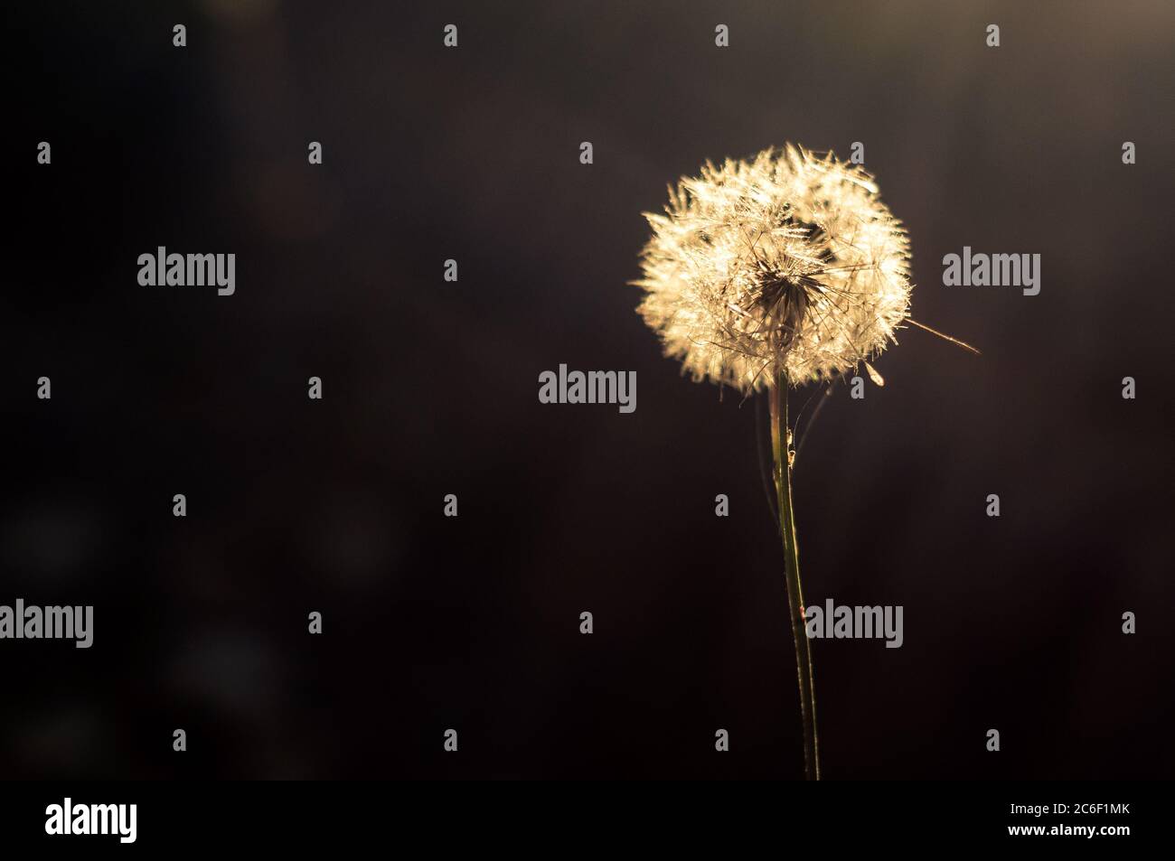 Vue rapprochée d'un pissenlit dans la lumière du soir illuminant ses pétales avec un fond noir Banque D'Images