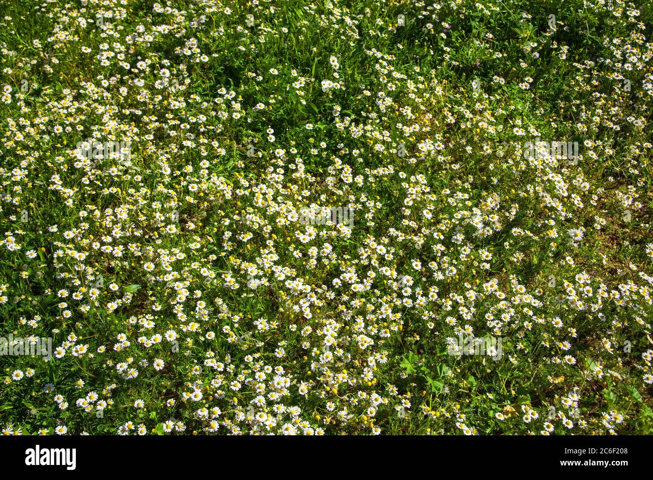 texture fleur en herbe au printemps Banque D'Images