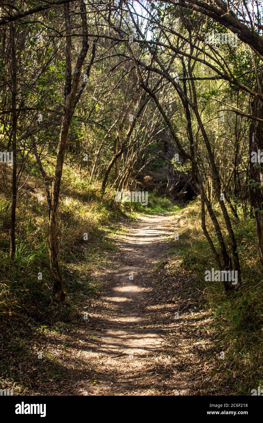 Un sentier de randonnée bordé d'arbres qui serpente à travers un petit parc d'Afromontane dans les montagnes du Drakensberg inférieur en Afrique du Sud Banque D'Images