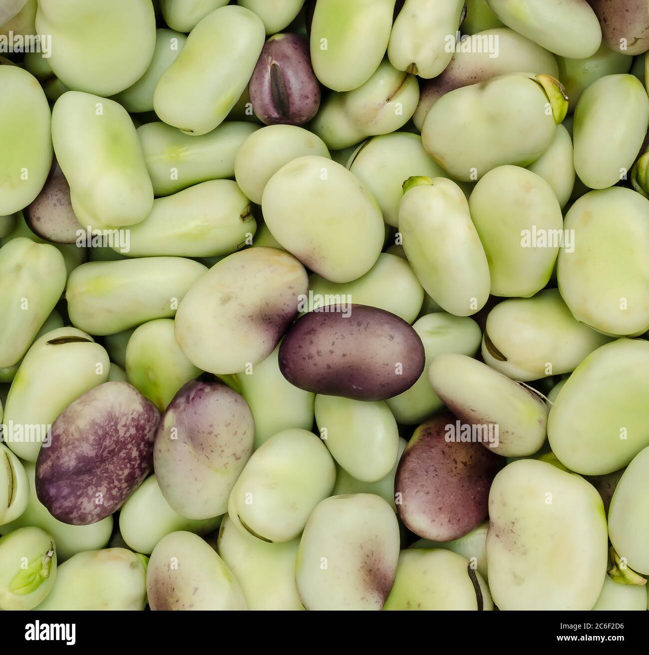 Gros plan sur la texture des haricots verts. Récolte de haricots Banque D'Images