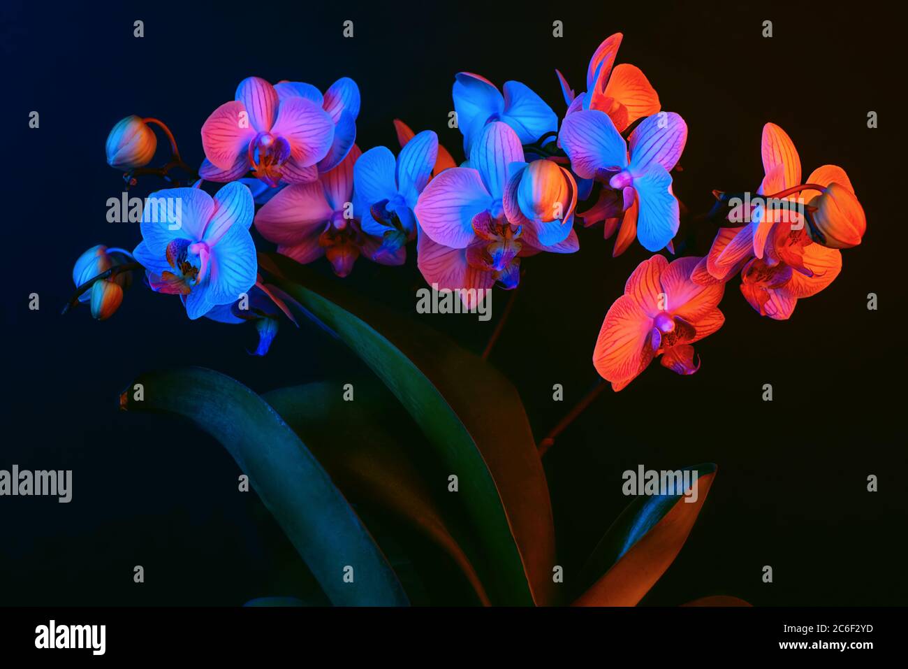 Les fleurs d'orchidées brillantes sont des phalenopsis illuminées par une lumière de néon sur un fond noir. Banque D'Images