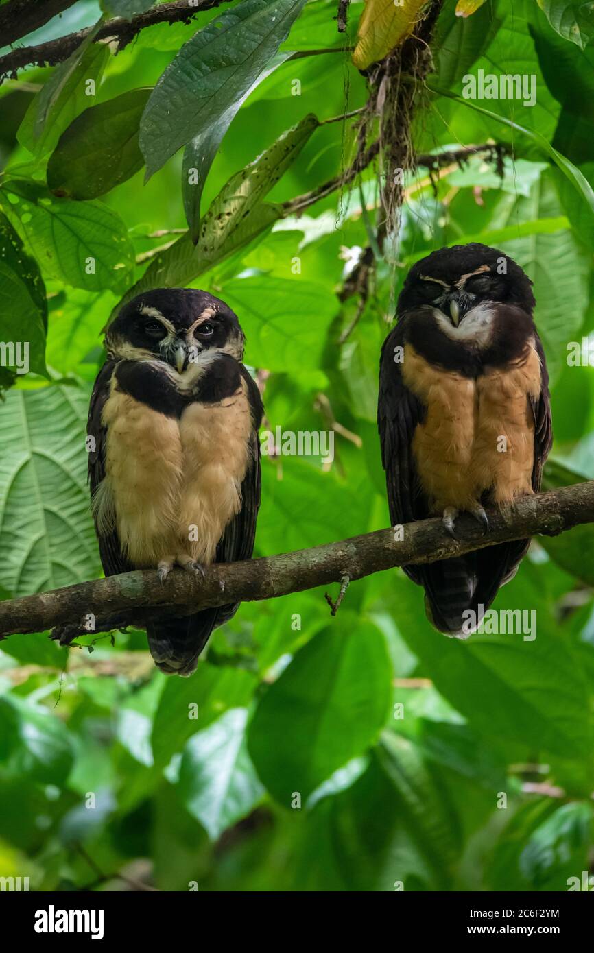 Hibou spectaculaire (Pulsatrix perspicillata), Guapiles, Limón, Costa Rica Banque D'Images