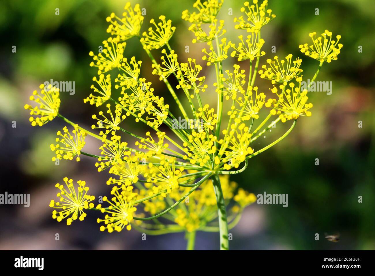 Fleurs d'aneth d'un jardin de gros plan. Banque D'Images