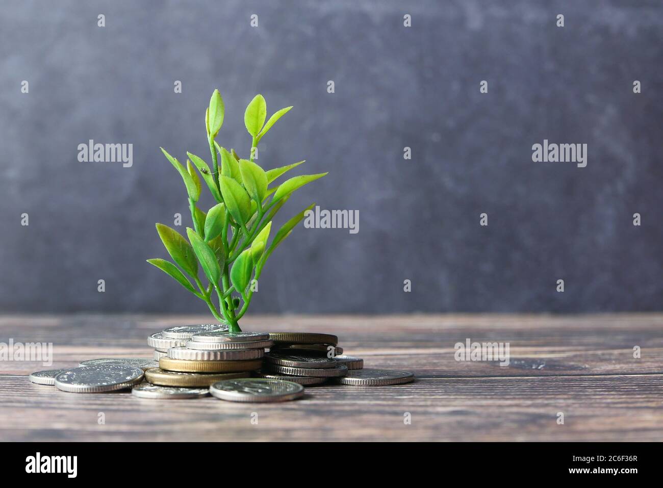 Gros plan sur le jeune plan qui grandit avec des pièces. Banque D'Images