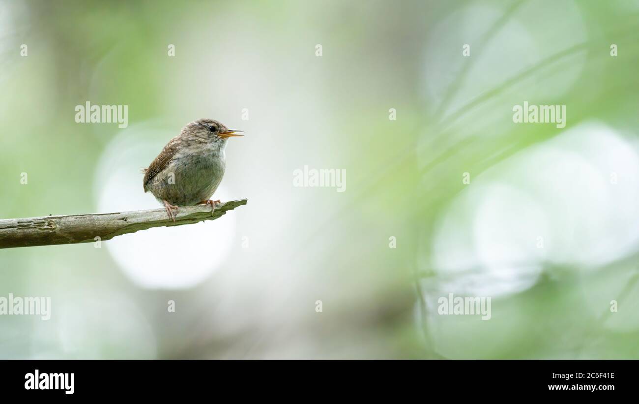 oiseau, robin, natur, lébène sauvage, tier, ast, sauvage, baum, schnabel, rot, Banque D'Images