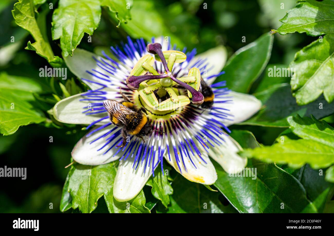 Bumblebees sur une passion fleur caerulea Passiflora par beau temps dans le jardin de Brighton Sussex Royaume-Uni Banque D'Images