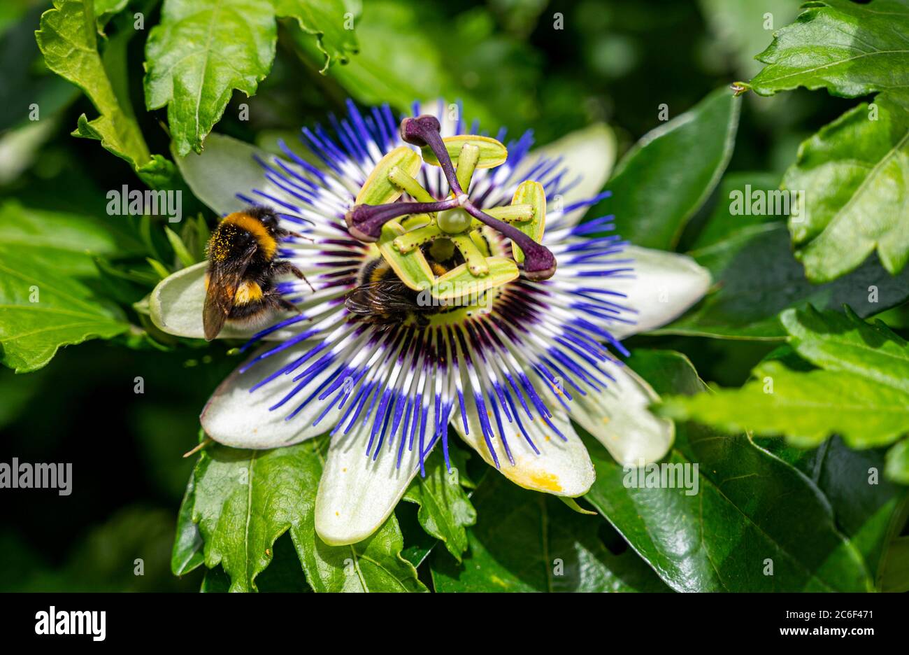 Bumblebees sur une passion fleur caerulea Passiflora par beau temps dans le jardin de Brighton Sussex Royaume-Uni Banque D'Images