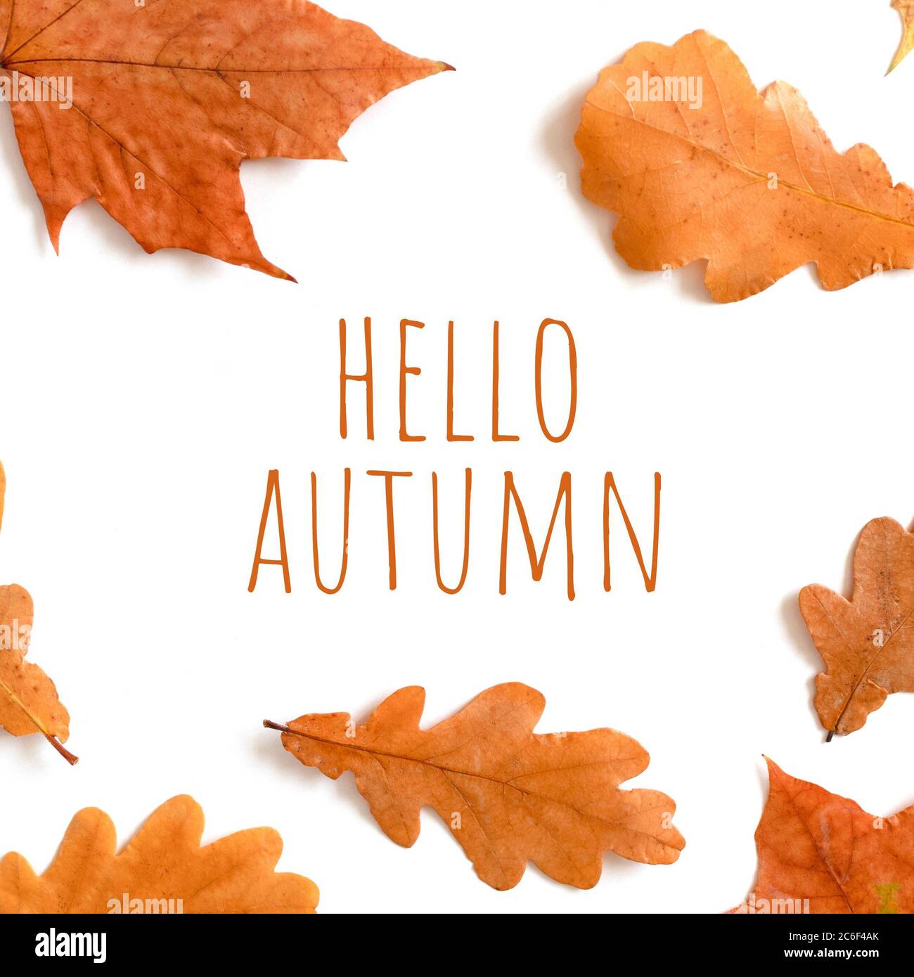 Composition Avec Citation Hello Automne Et Cadre En Feuilles Seches Sur Fond Blanc Photo Stock Alamy
