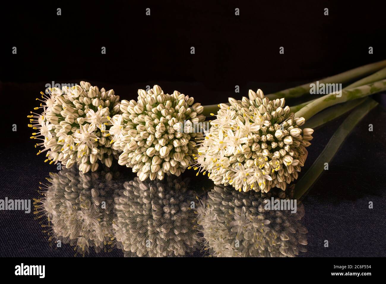 Têtes fleuries, pommel vert sur fond noir. La fleur ronde repose sur la table avec un fond réfléchissant.naturel Banque D'Images