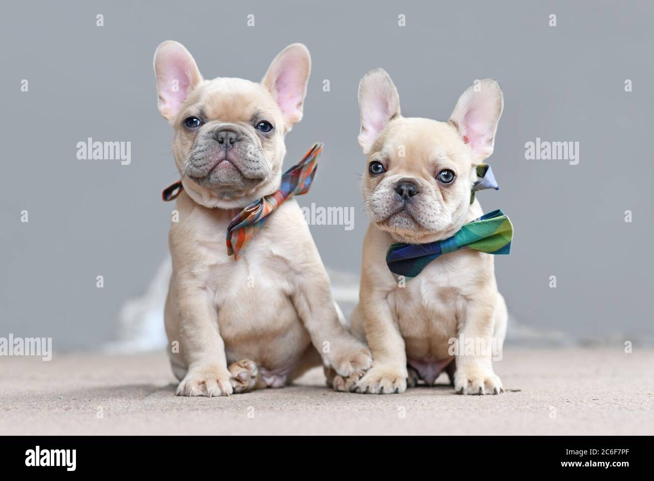 Deux adorables lilas faussent de couleur chien Bulldog français chiots portant des noeuds tout en semblant tenir les mains assis devant le mur gris Banque D'Images