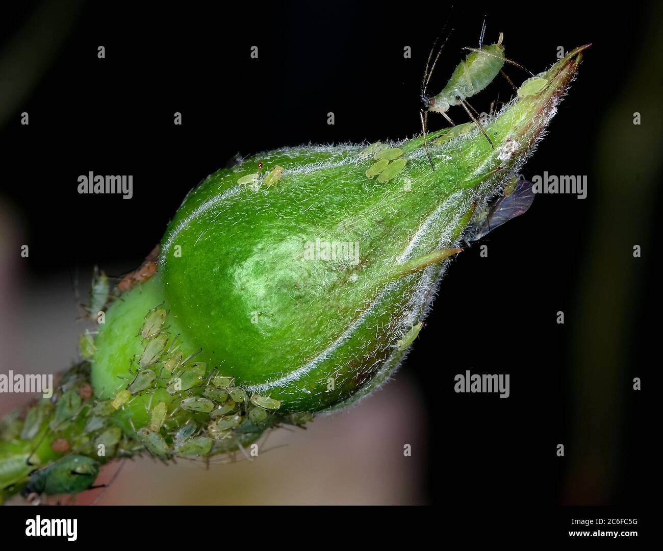 Les pucerons sont de petits insectes suceurs de sève et des membres de la superfamille Aphidoïdea. Les noms les plus courants sont les volent vert et noir. Banque D'Images