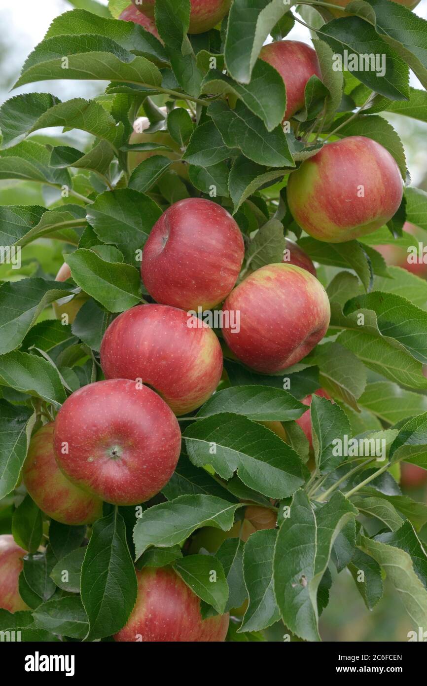 Saeulen-Apfel, Malus domestica Sonate, pomme de colonne, Malus domestica Sonata Banque D'Images