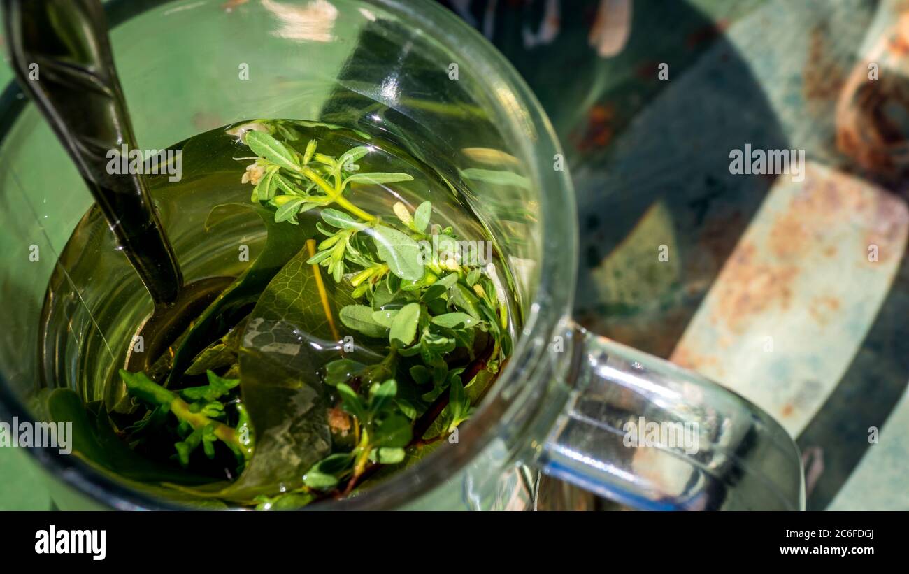 vue de dessus gros plan d'une tasse de gass avec mate de coca, feuilles de coca et herbes infusé avec eau chaude, boisson péruvienne pour le mal de l'altitude Banque D'Images