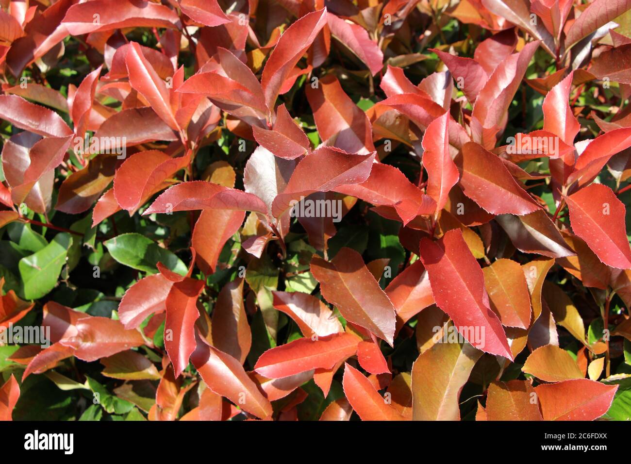 Photinia Red Robin ou Christmas Berry gros plan de feuilles rouges brillantes contre des feuilles vertes plus anciennes Santander Cantabria Espagne Banque D'Images