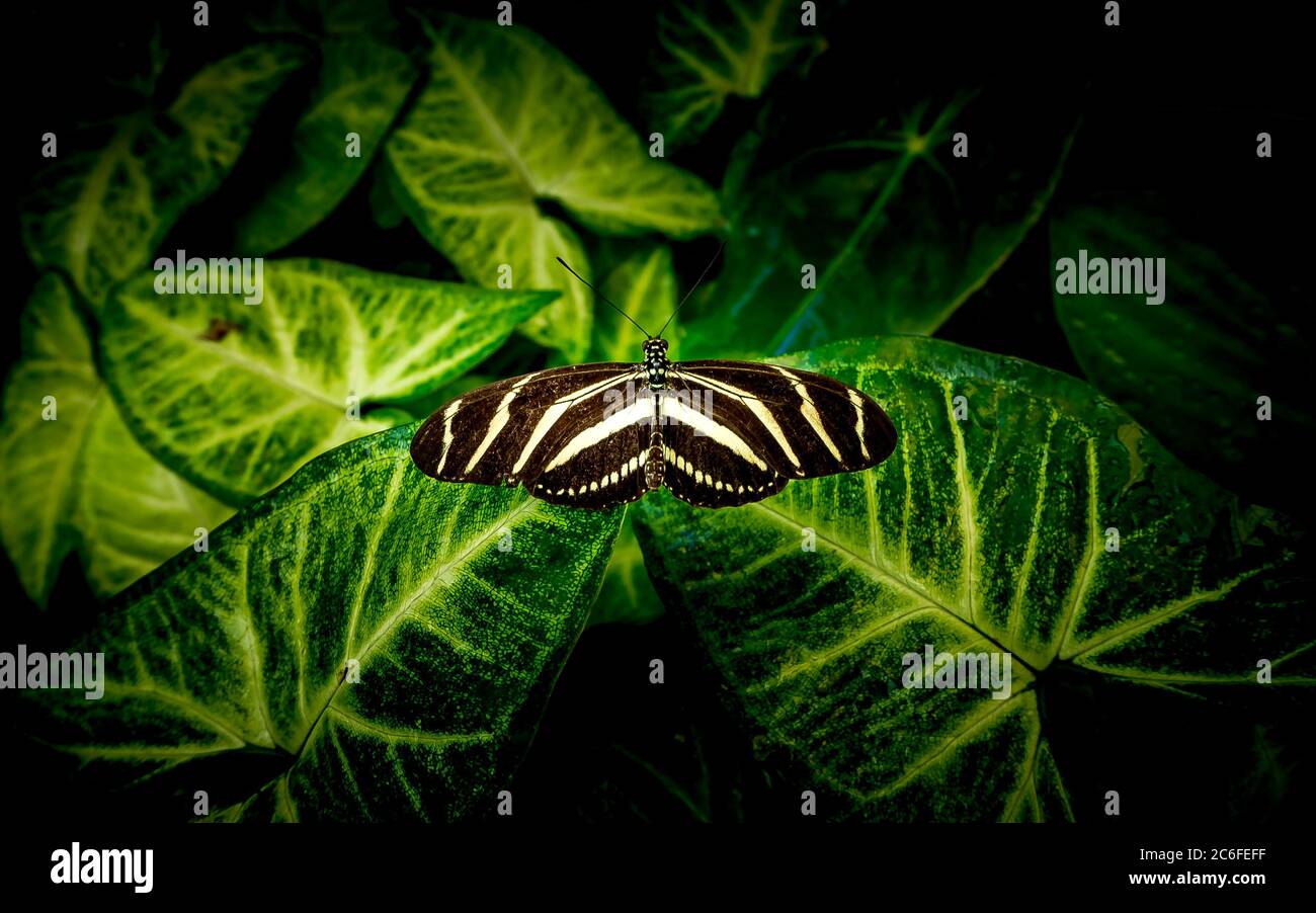 Gros plan d'un papillon à longue zébrée (Heliconius chyderonia) reposant sur une feuille verte avec un camouflage parfait Banque D'Images