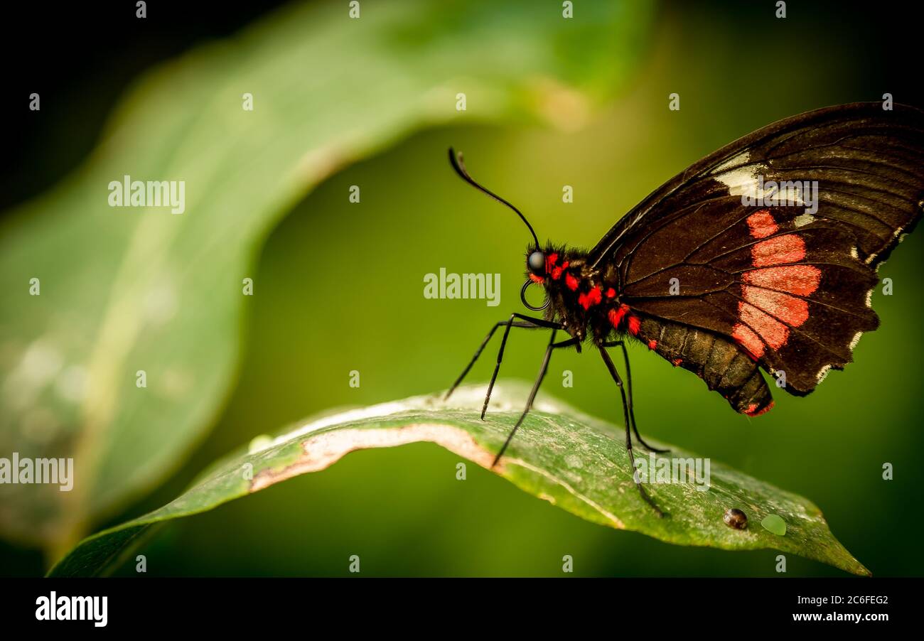 gros plan d'un papillon en forme de cattleheart (parides iphidamas) reposant sur une feuille verte Banque D'Images