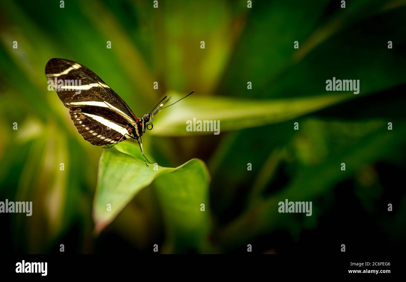 Gros plan d'un papillon à longue zébrée (Heliconius chyderonia) reposant sur une feuille verte Banque D'Images