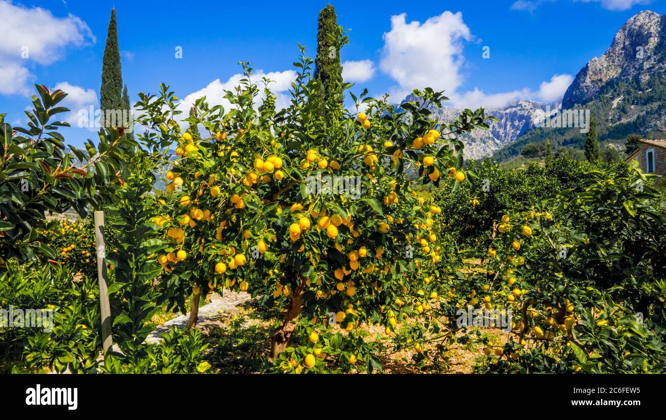 un citronnier méditerranéen plein de citrons savoureux mûrs dehors dans la vallée idyllique de montagne soller au soleil Banque D'Images