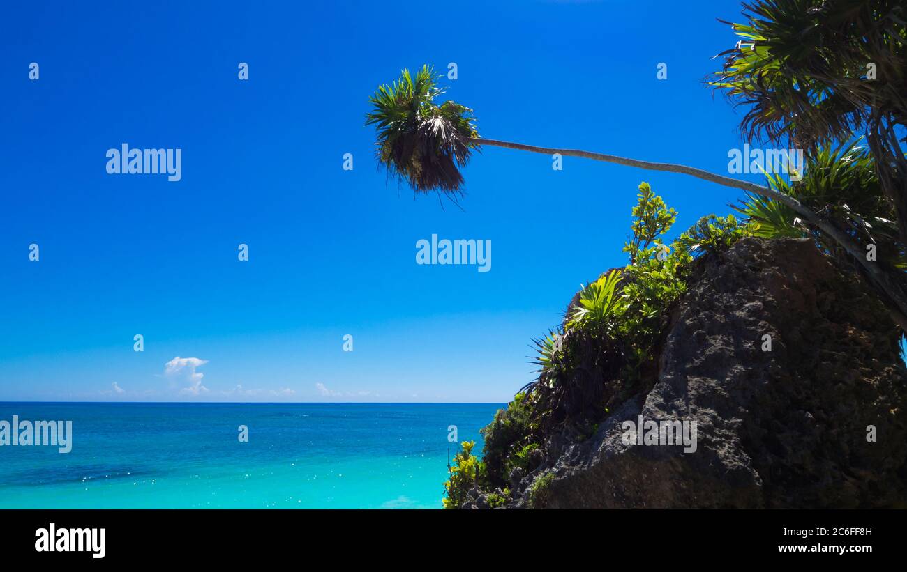 un long palmier dépasse d'un rocher surcultivé en face de la mer des caraïbes Banque D'Images