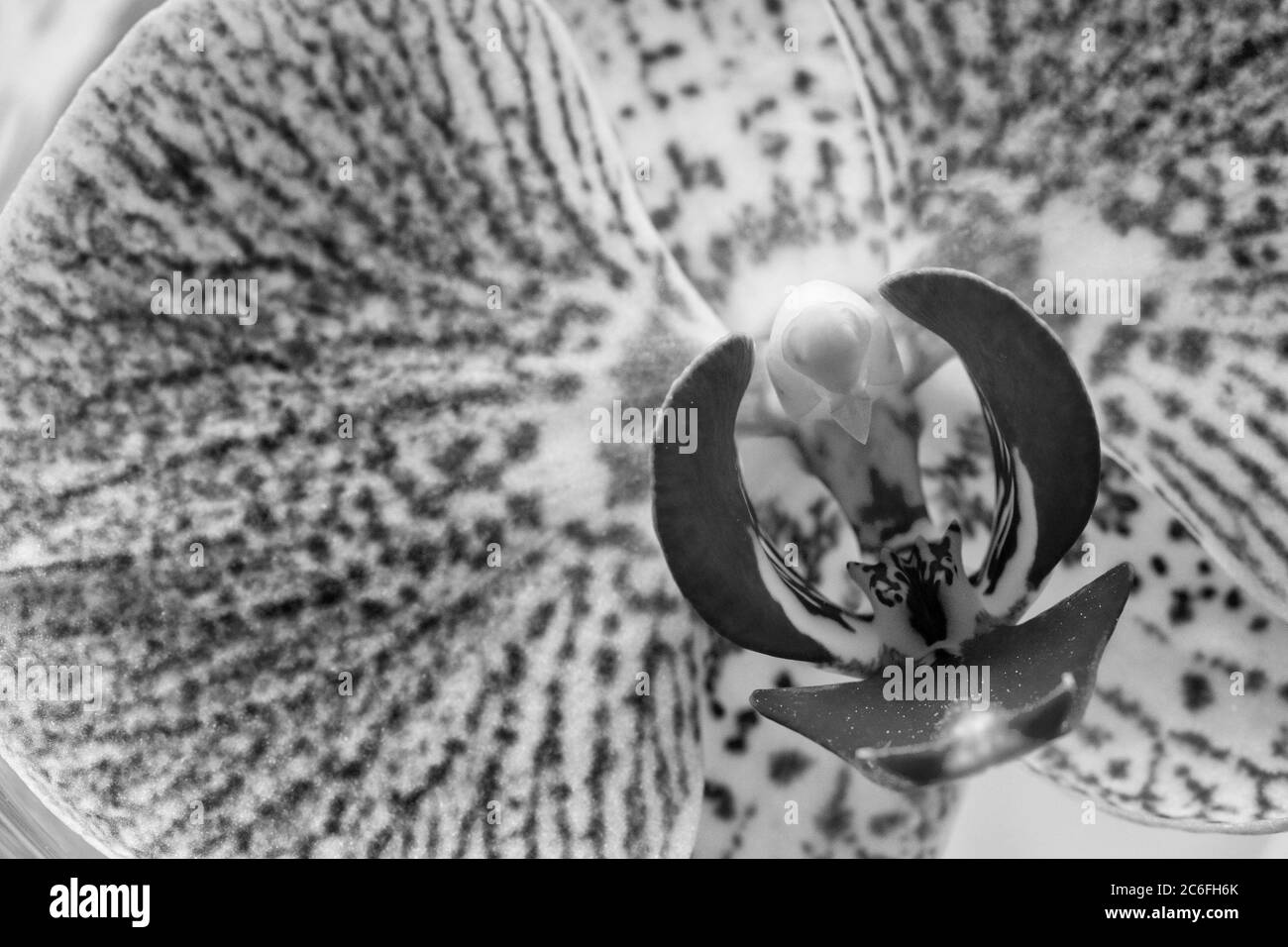 Ce gros plan d'une plante de maison d'orchidée (Orchidaceae) (Phalaenopsis spp.) révèle le motif marbré sur ses pétales et sa colonne, sa gorge et sa lèvre Banque D'Images
