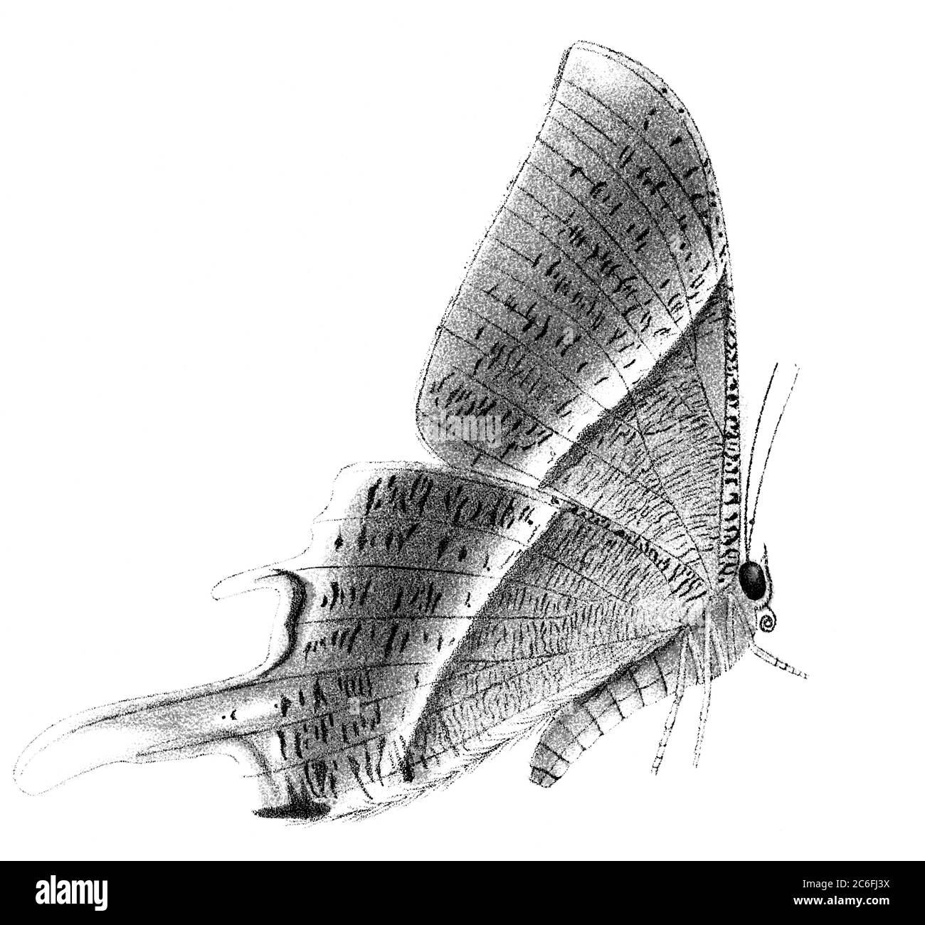 Une illustration vintage gravée d'un papillon Ipana diversa d'un livre victorien daté de 1897 qui n'est plus en droit d'auteur Banque D'Images