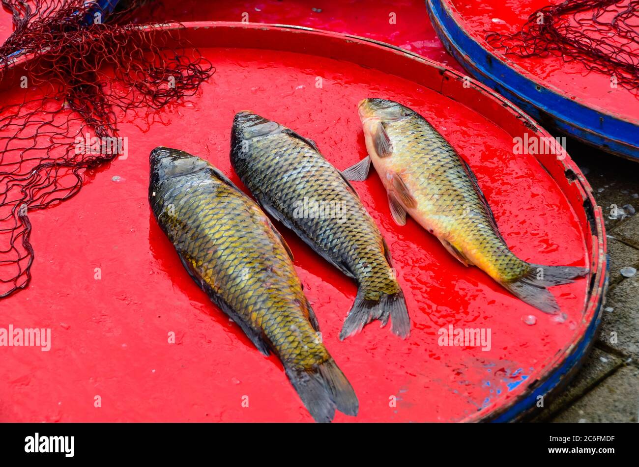 Les poissons Cyprinus carpio sont à vendre. Ils sont du lac Ulubat près de Bursa en Turquie. Banque D'Images