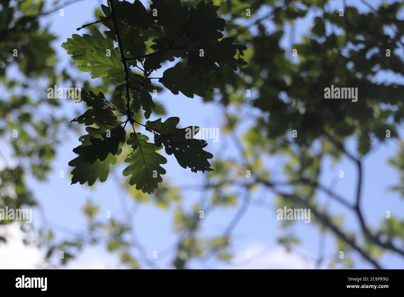 gros plan sur les feuilles de chêne vert avec fond bleu ciel Banque D'Images