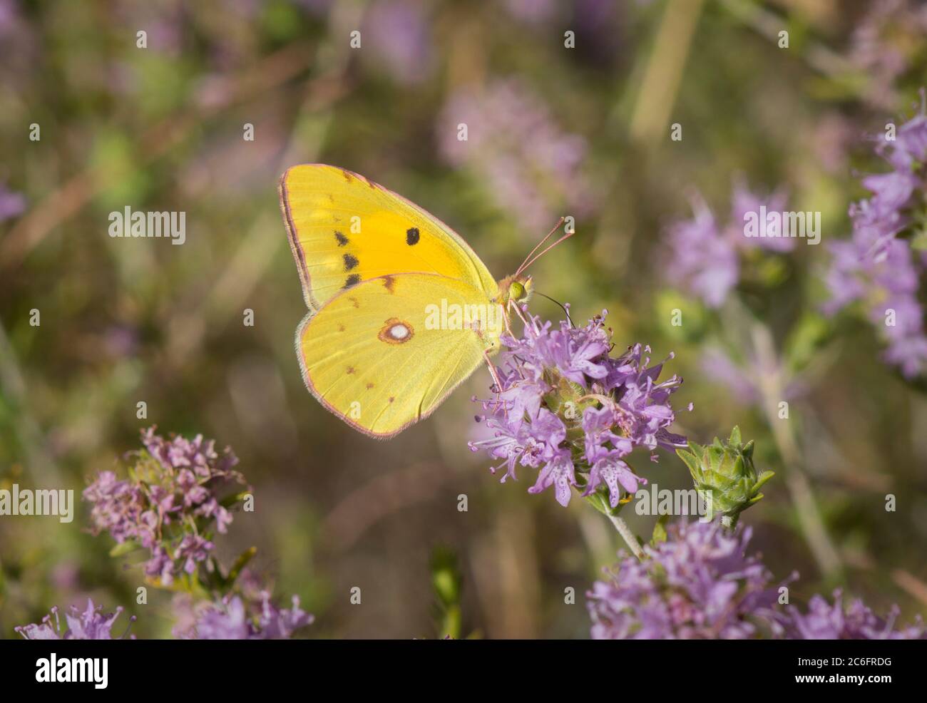 Jaune foncé ou jaune foncé, papillon, Colias croceus sur le thym en fleur, Espagne. Andalousie. Banque D'Images