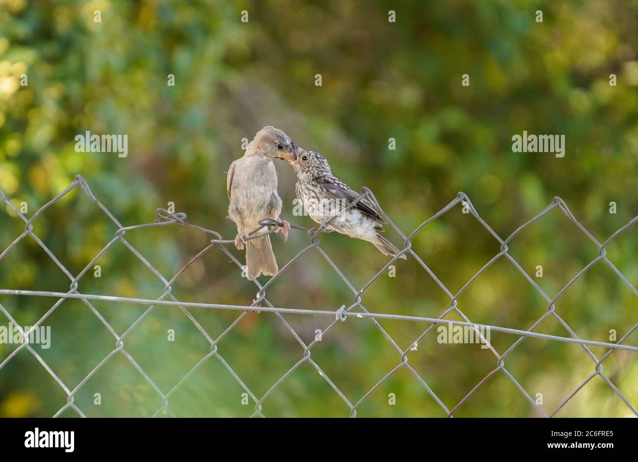 Maison d'éparpilement alimentant un jeune flycatcher tacheté perché sur la clôture. Espagne. Banque D'Images