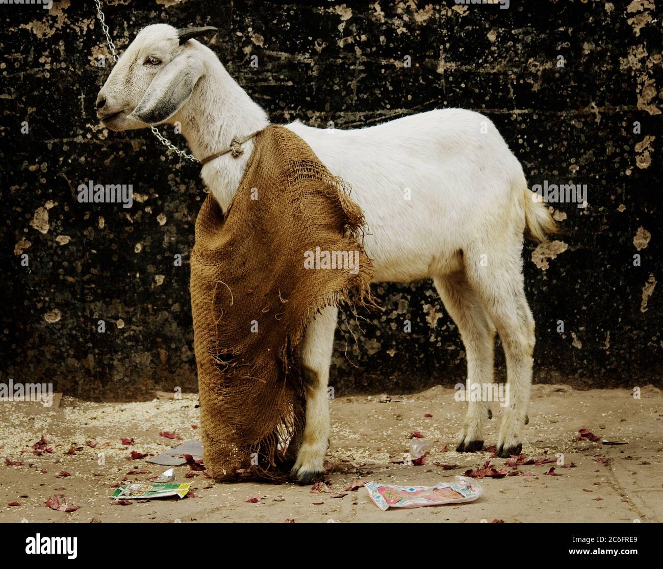 Chèvre dans les rues de Varanasi, Inde Banque D'Images