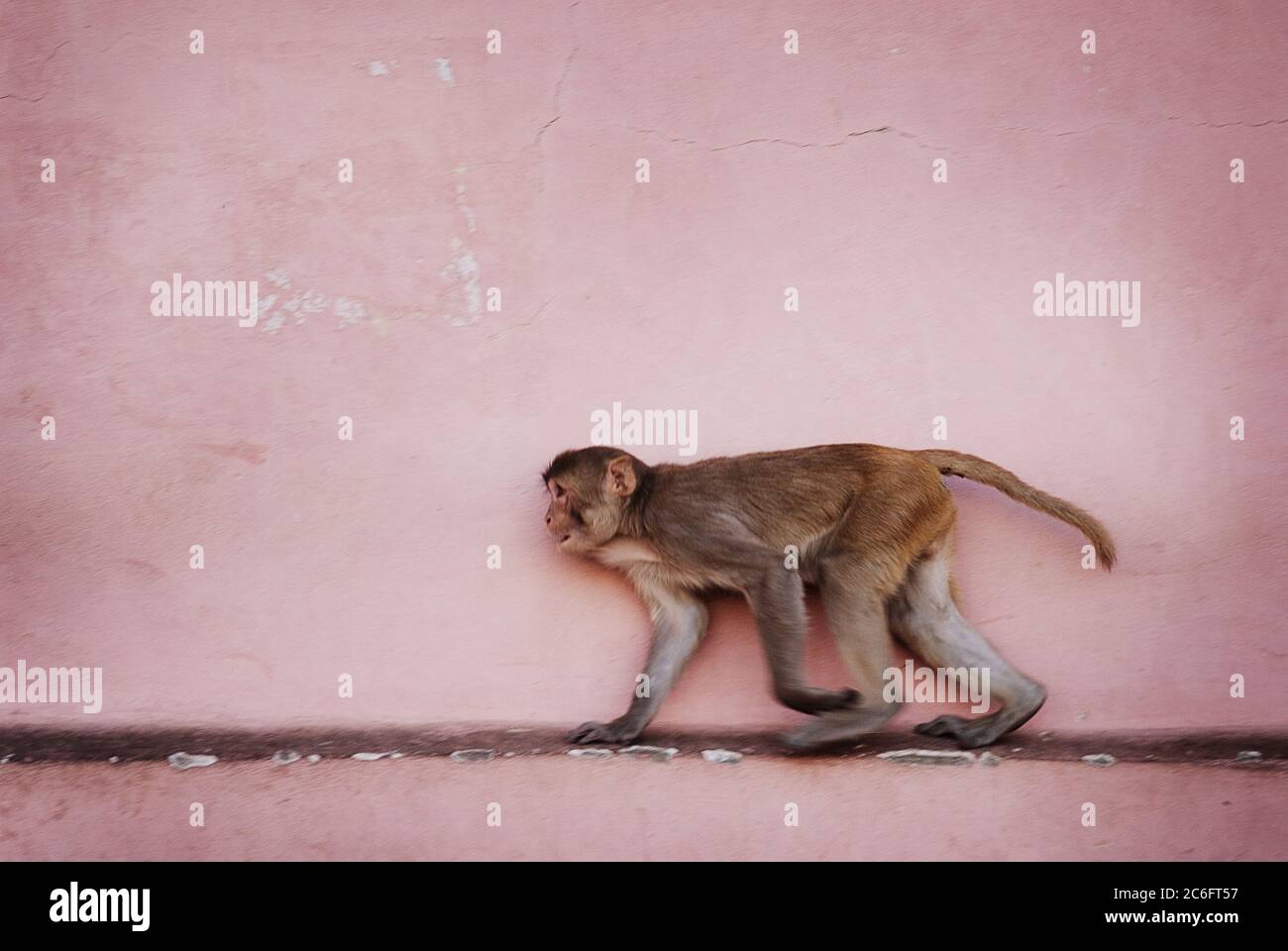 Rhésus macaque singe à courir contre un mur rose à Jaipur, Inde Banque D'Images
