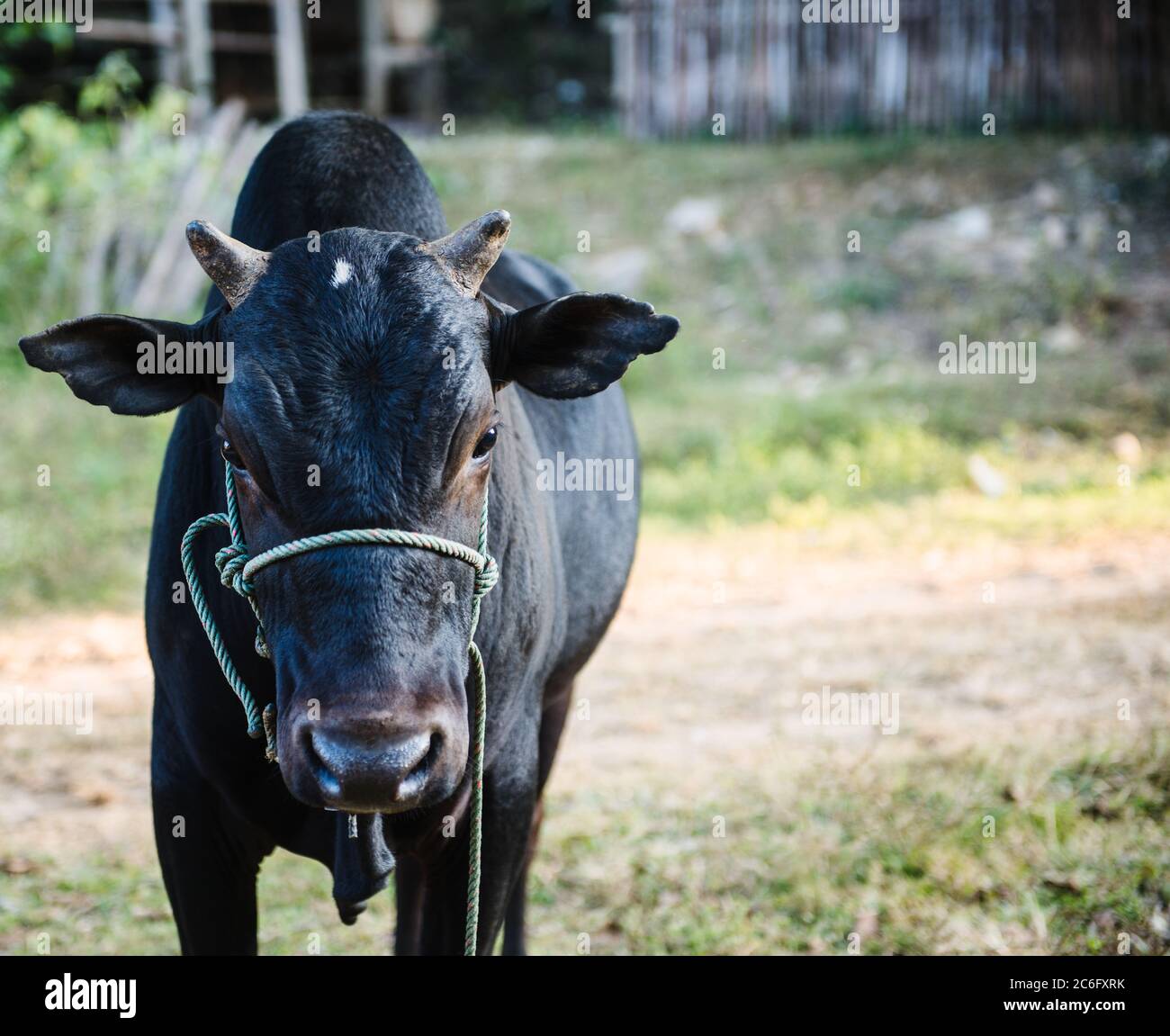 Vache noire sur une ferme dans le village de Ban Yang, Laos, Asie du Sud-est Banque D'Images