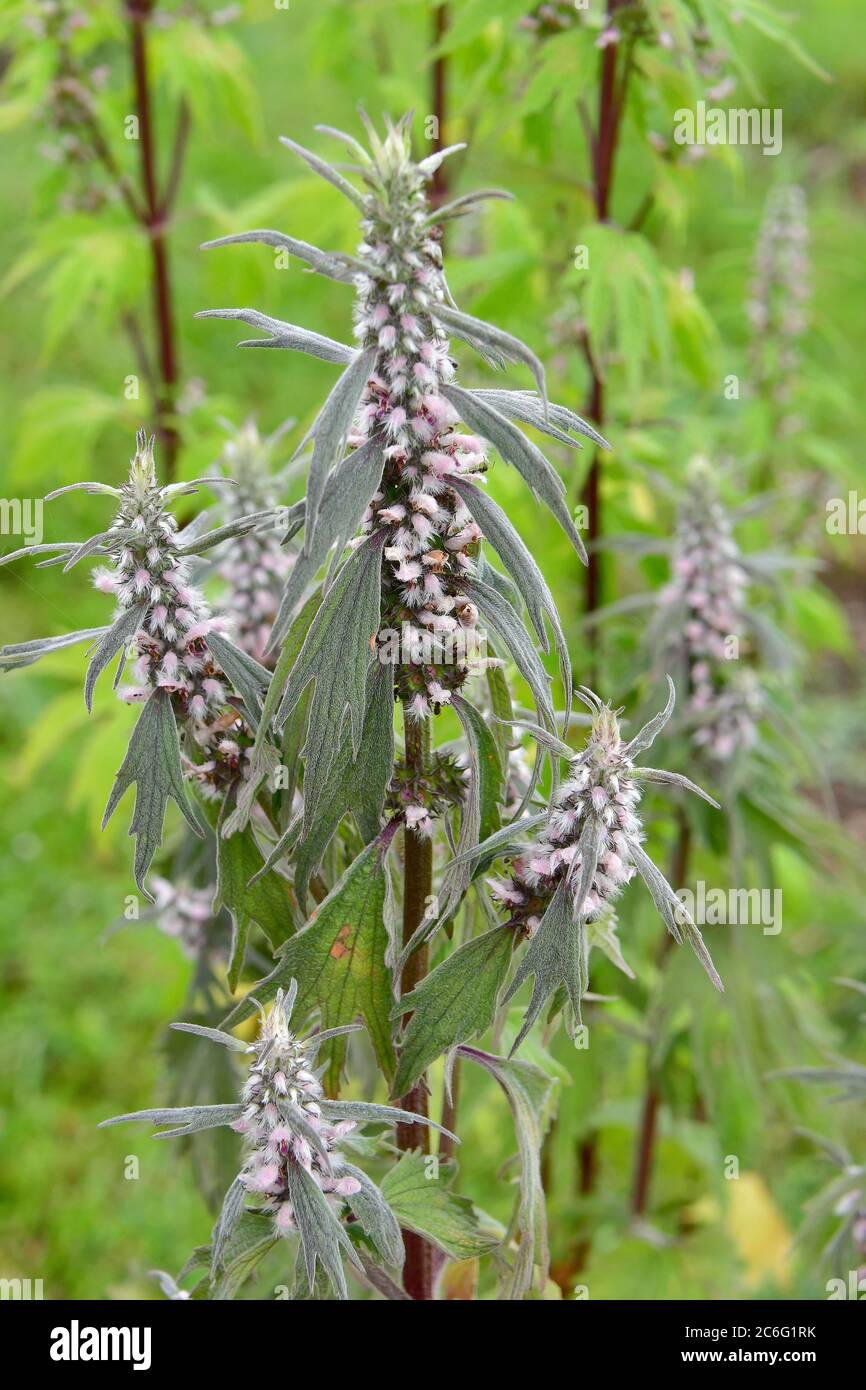 motherwort, laitwort, oreille de lion, et queue de lion, Echtes Herzgespann, Löwenschwanz oder Herzspannkraut, Leonurus cardiaca, szúrós gyöngyöngyajak Banque D'Images