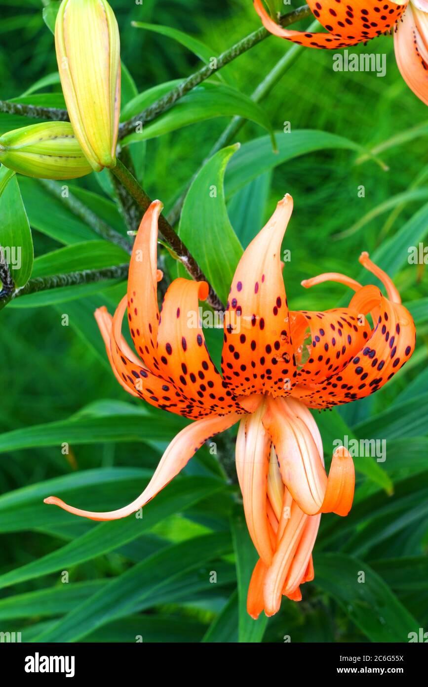 Orange et noir Tiger Lily fleur en été Banque D'Images