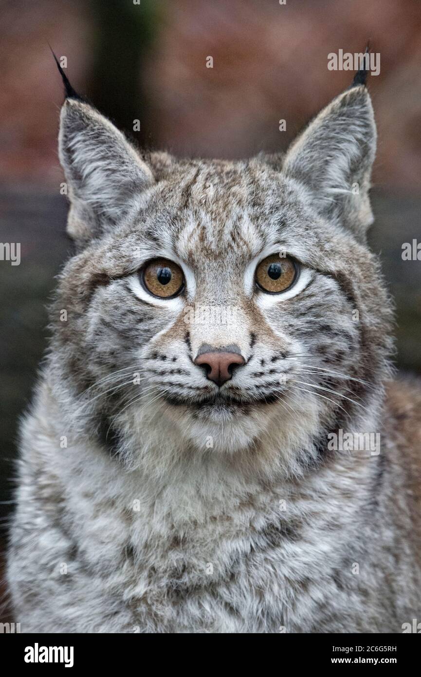 Lynx eurasien mâle regardant directement dans la caméra Banque D'Images