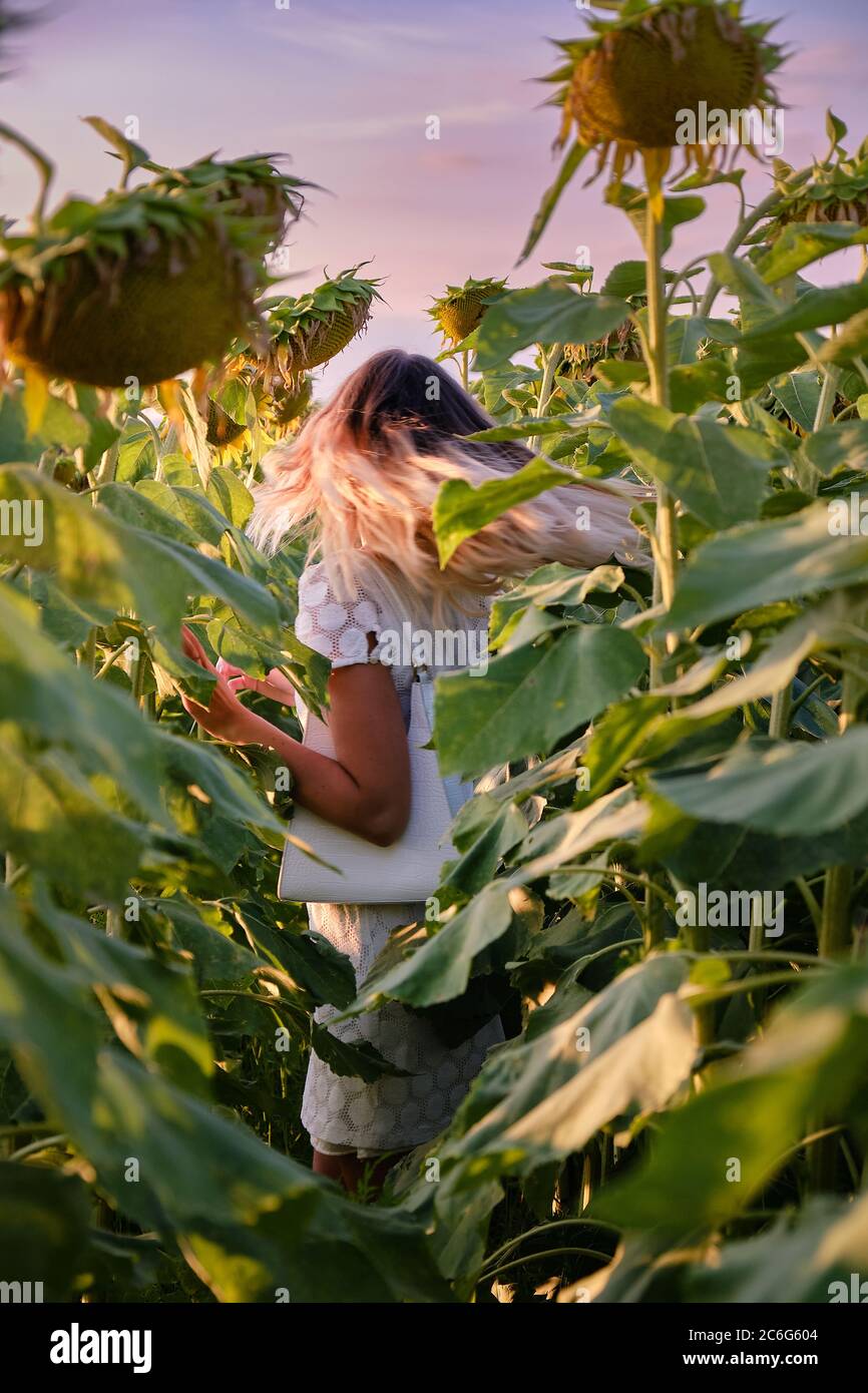 Jolie fille blonde portant une robe blanche se déplace rapidement effrayée par quelque chose ou quelqu'un dans un champ de tournesols au coucher du soleil photographié de derrière Banque D'Images