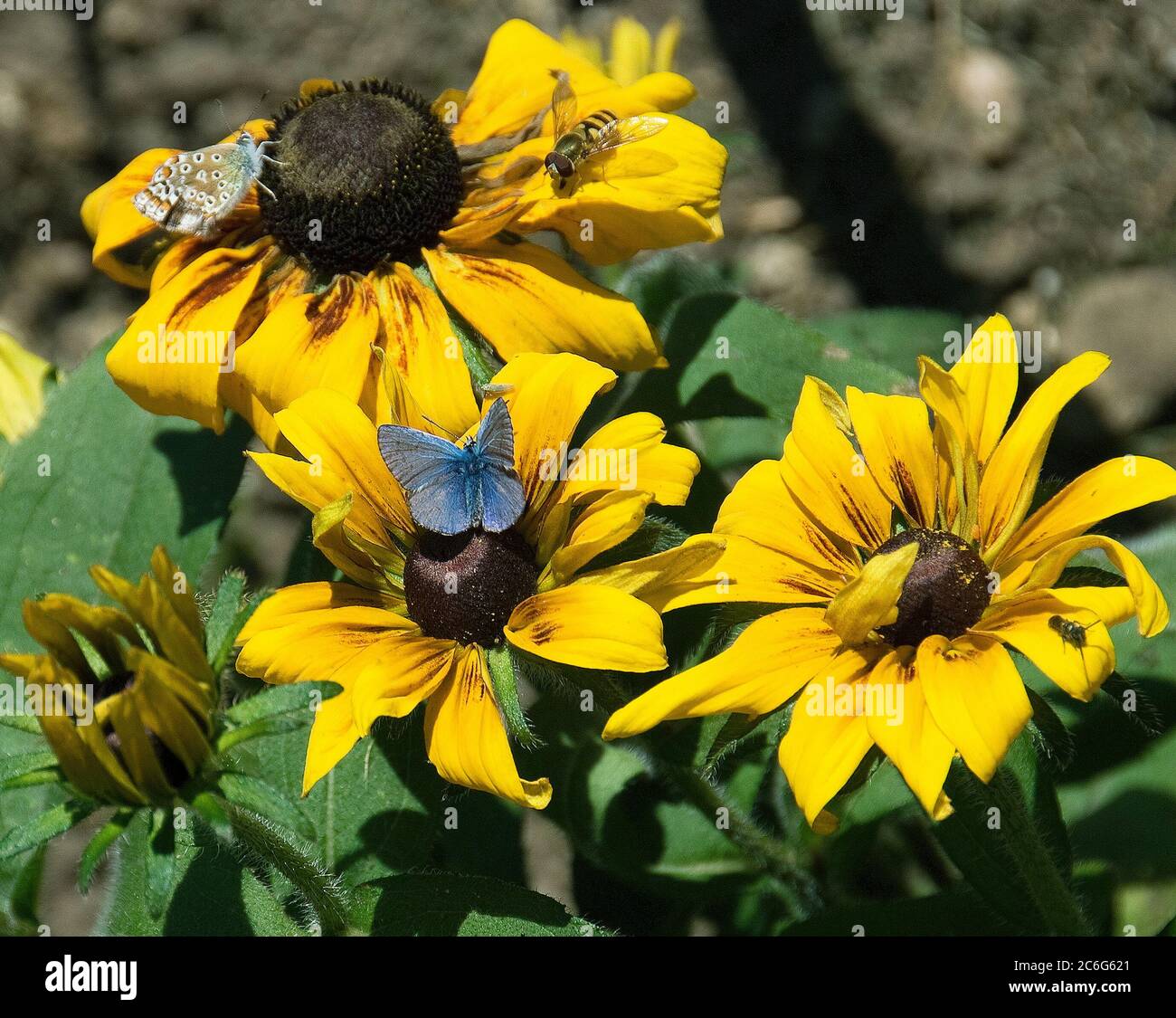 Papillon Bleu commun Banque D'Images