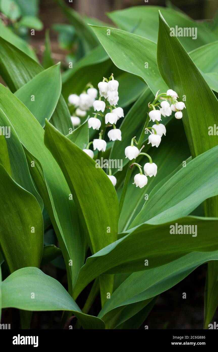 Convallaria majalis Lily-of-the-Valley c'est une plante à feuilles persistantes qui peut être utilisée pour la couverture de sol ou cultivée dans une bordure ombragée, elle est entièrement dure Banque D'Images
