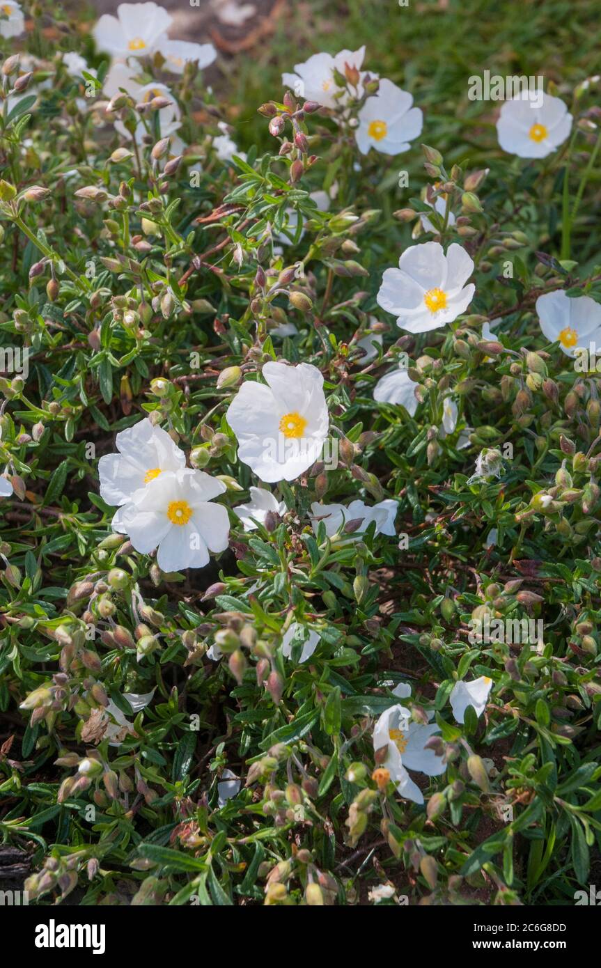 X Halimiocistus sahucii un arbuste qui se répand avec des fleurs blanches en été un hybride éternel qui aime le plein soleil et est entièrement robuste Banque D'Images