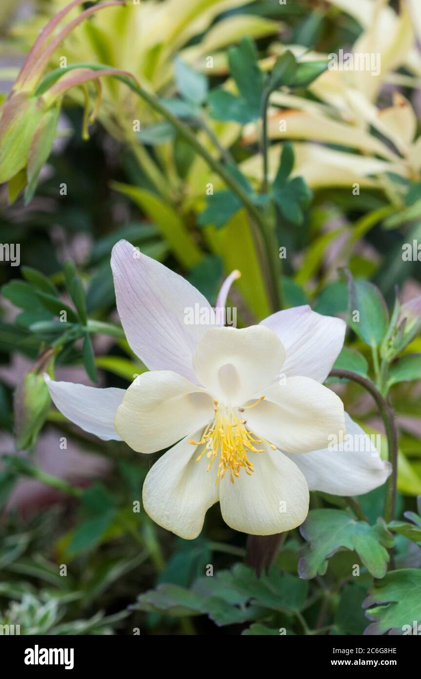 Gros plan de la fleur blanche hybride Aquilegia McKana UNE plante vivace et  robuste qui fleurit au printemps et en été d'autres noms sont Columbine &  Grannys Bonnet Photo Stock - Alamy