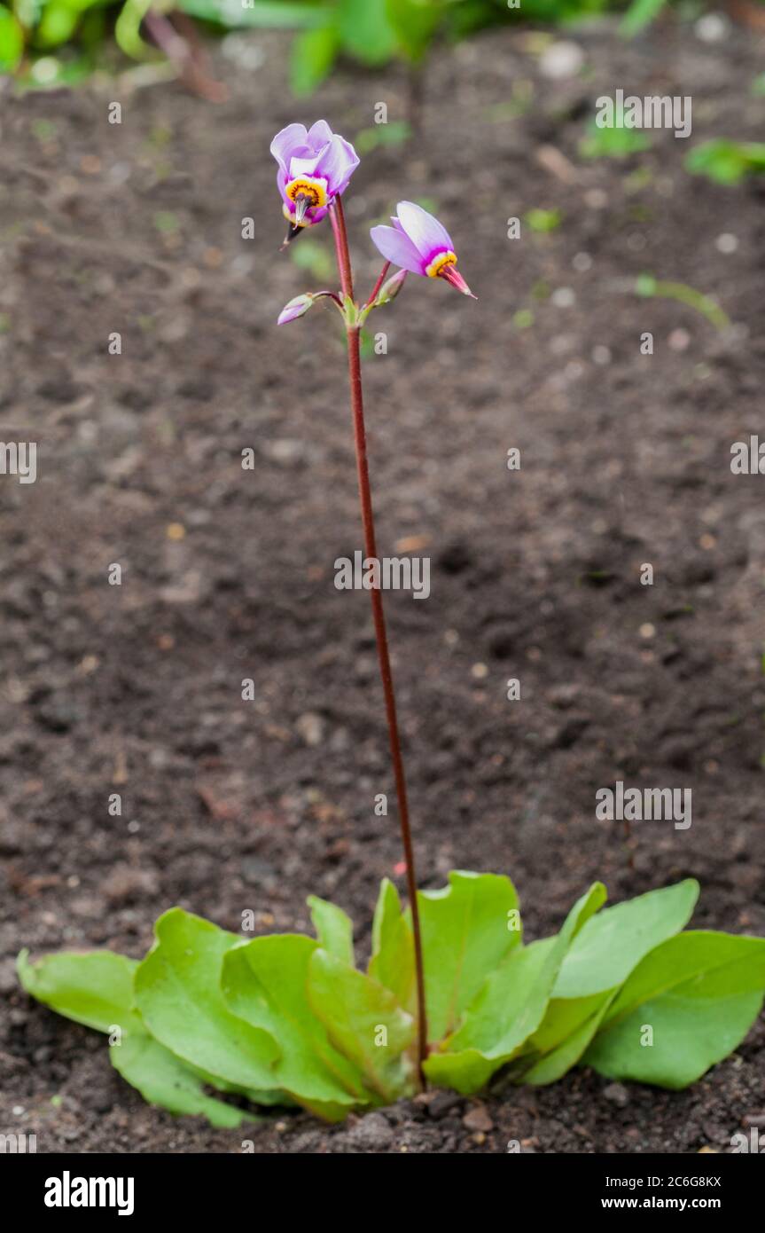 Dodecatheon meadia UNE caduque vivace qui fleurit au milieu du printemps et est entièrement dur autres noms sont American Cowslip et tir étoiles Banque D'Images