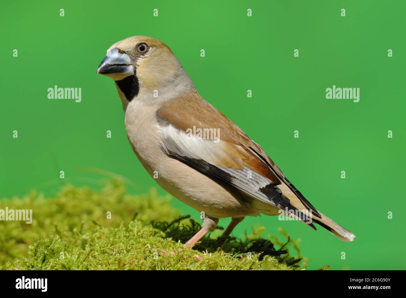 Hawfinch (Coccothraustes coccothraustes), femme assise sur mousse, Rhénanie-du-Nord-Westphalie, Allemagne Banque D'Images