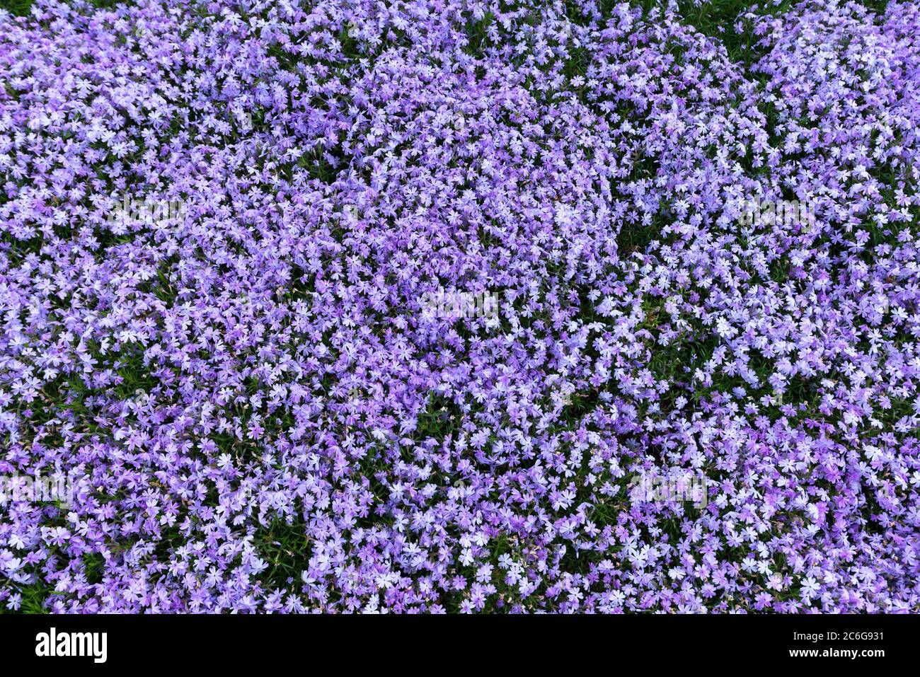 Phlox bleu lavande (Phlox subulata), mer de fleurs, Bavière, Allemagne Banque D'Images